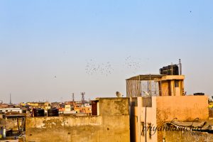 Pigeon flying - a popular sport in chandni chowk